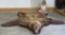 XL BROWN BEAR RUG TAXIDERMY