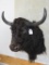 YAK SH MT TAXIDERMY