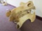 HIPPO SKULL NO TUSK TAXIDERMY