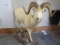 LIFESIZE DALL SHEEP ON BASE TAXIDERMY