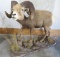 REALLY NICE LIFESIZE BIG HORN SHEEP ON BASE TAXIDERMY