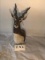 BLACKBUCK SH MT TAXIDERMY