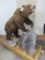 REALLY NICE LIFESIZE GRIZZLY BEAR ON BASE TAIDERMY