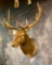 Elk Sh Mt TAXIDERMY