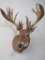 XL NON TYPICAL WHITETAIL SH MT TAXIDERMY