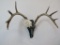 VERY PRETTY BEDAZZLED WHITETAIL SKULL TAXIDERMY