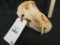 MALE BABOON SKULL