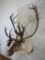 Caribou Sh Mt TAXIDERMY