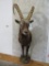 1/2 Body Ibex Siberian TAXIDERMY