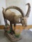 LIFESIZE ALPINE IBEX TAXIDERMY