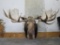 REALLY NICE XL MOOSE SH MT W/DROP TYNES TAXIDERMY