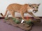 REALLY NICE LIFESIZE MTN LION TAXIDERMY