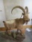 LIFESIZE ALPINE IBEX TAXIDERMY