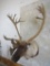 Caribou Sh Mt TAXIDERMY