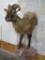 1/2 BODY ARABIAN TAHR TAXIDERMY