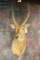 Waterbuck Sh Mt TAXIDERMY