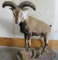 LIFESIZE HIMALAYAN BLUE SHEEP TAXIDERMY