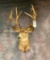 Mule Deer Sh Mt TAXIDERMY