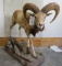 Lifesize Armenian Sheep TAXIDERMY