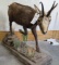 Lifesize Chamois on Rock Base TAXIDERMY