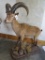 Lifesize Ibex on Base TAXIDERMY