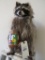 Lifesize Raccoon w/Peanut Butter TAXIDERMY