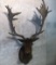 FALLOW DEER SH MT IN VELVET TAXIDERMY