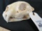 LEOPARD SKULL *TX RESIDENTS ONLY* TAXIDERMY