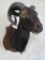 Corsican Sheep Sh Mt TAXIDERMY