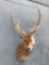 Very Nice Axis Deer Shoulder mount , Nice Taxidermy