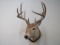 Whitetail Sh Mt TAXIDERMY