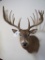 XL Whitetail Sh Mt TAXIDERMY