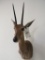 Val Reedbok Sh Mt TAXIDERMY