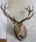 Red Stag Sh Mt TAXIDERMY