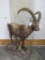 Lifesize Himilayan Ibex on Base TAXIDERMY