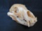 BLACK BEAR SKULL TAXIDERMY