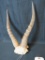 WHITE BLESBOK EURO MT TAXIDERMY