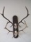 2 Euro Elk Racks on a Plaque (ONE$) TAXIDERMY