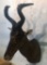 RED HARTEBEEST SH MT TAXIDERMY