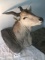 ELAND BULL SH MT TAXIDERMY