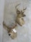 2 Whitetail Sh Mts (2x$)