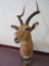 Impala Ped Mt TAXIDERMY