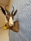 CHOCOLATE SPRINGBOK SH MT TAXIDERMY