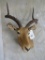 Impala Sh Mt TAXIDERMY