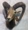 MOUFLON SH MT TAXIDERMY