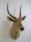 WATERBUCK SH MT TAXIDERMY