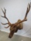 ELK SH MT TAXIDERMY