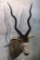 OLD ADDAX SH MT *TX RESIDENTS ONLY* TAXIDERMY