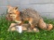 Beautiful Heavily Furred Grey FOX- with a Mouse/dinner Great Taxidermy