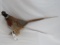 LIFESIZE PHEASANT TAXIDERMY